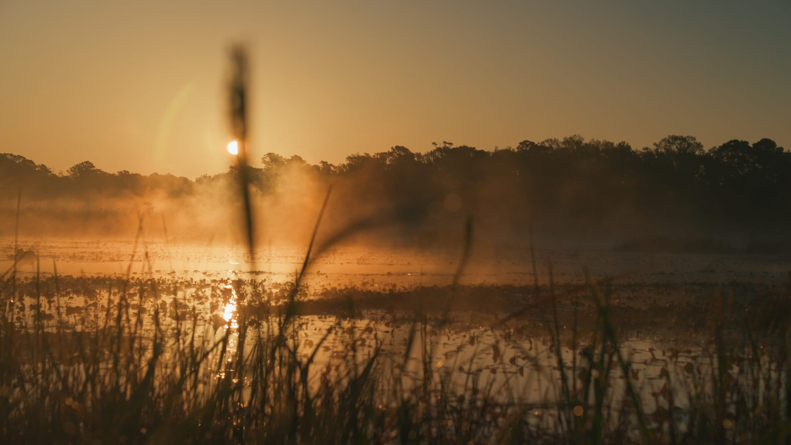 waterfowl habitat - hunting land for sale - south carolina - crosby land co.